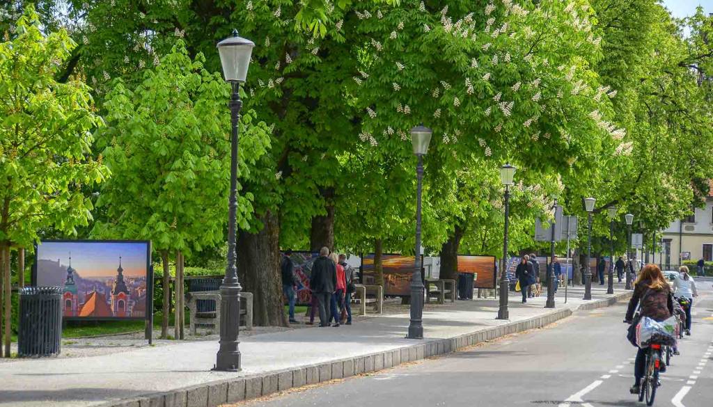 Preverjanje stabilnosti dreves v Ljubljani: Pričakujte zapore in posebne meritve na več ulicah