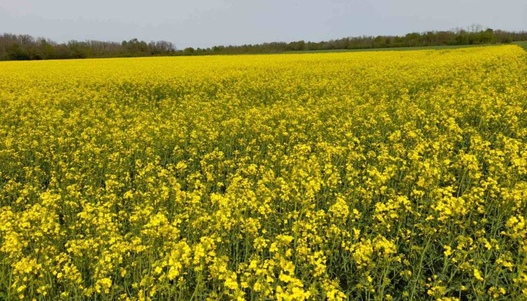 FOTO: Oljna ogrščica vse pomembnejša, rumena polja zaznamujejo pomlad