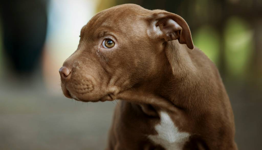 Nasilje v Kočevju: Obračunaval s psičko, občani stvari vzeli v svoje roke