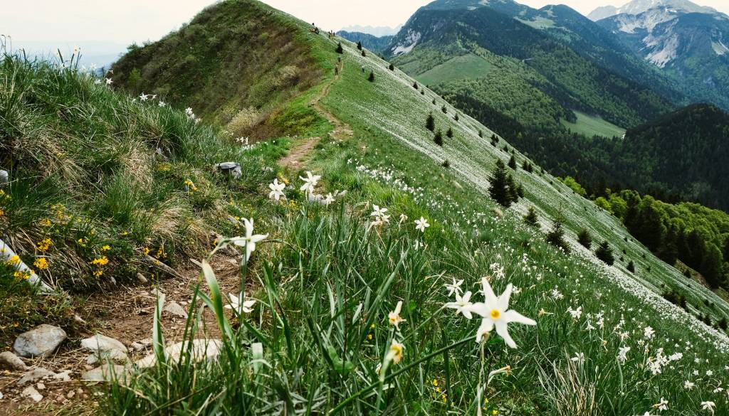 Zaradi narcis na Gorenjsko romajo iz vseh koncev Slovenije: Kaj se bo dogajalo, koliko vas bo stalo