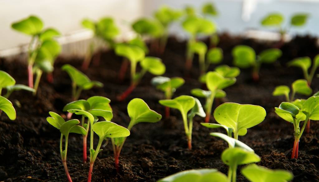 Iz prodaje umaknili to seme, če ste ga kupili, ga raje ne uporabljajte 