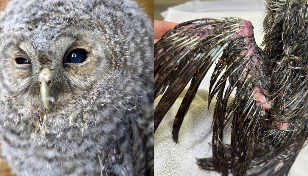 Mariborski sovici, ki so jo napadle vrane, žal ni ni uspelo: »Njeno telo je bilo preveč prizadeto«