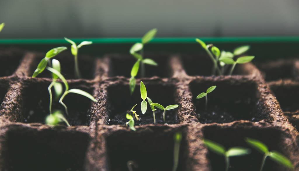 Nov dan, nov odpoklic: Če imate doma ta paketek semen, ga nikar ne uporabljajte