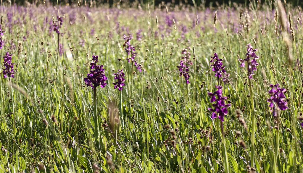 FOTO: Čarobni prizori iz Goričkega, travniki zacveteli v vijoličnih odtenkih