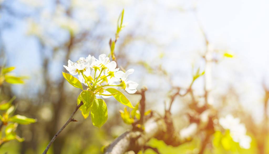 Topel začetek tedna, nato ohladitev in dež