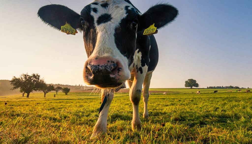 Na Štajerskem krava poškodovala osebo, gasilci so jo ujeli