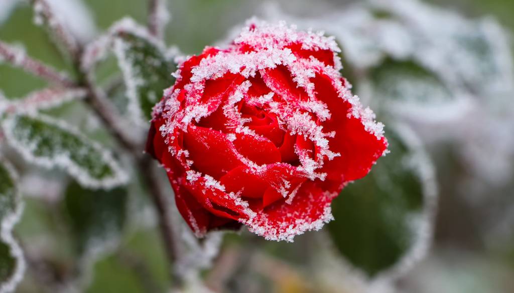 Prihaja hladen udar: Jutra bodo ledena, slana lahko naredi škodo