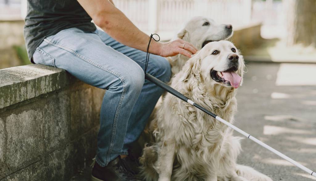 »Oči na štirih tačkah«: Psi vodiči opravljajo zahtevno delo, kako se pravilno obnašati v njihovi bližini?