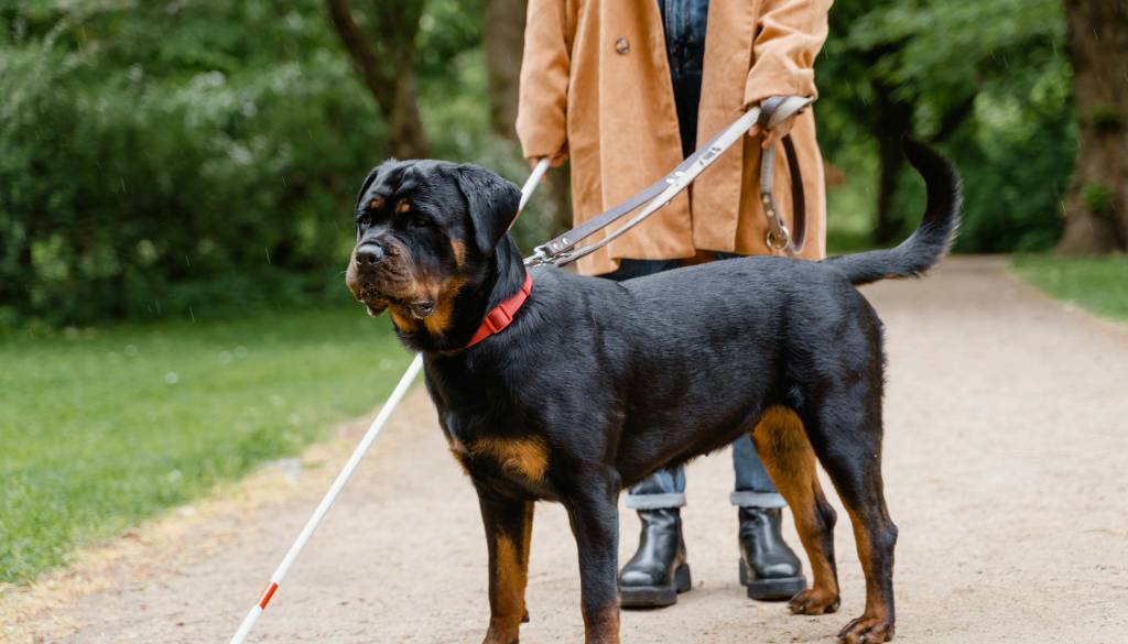 Zakaj psov vodičev ne smete motiti? Njihova naloga je zahtevnejša, kot si mislite