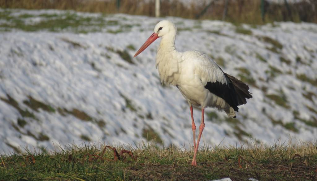 Štorklje vse pogosteje prezimujejo v Sloveniji, toliko jih je ostalo v minuli zimi