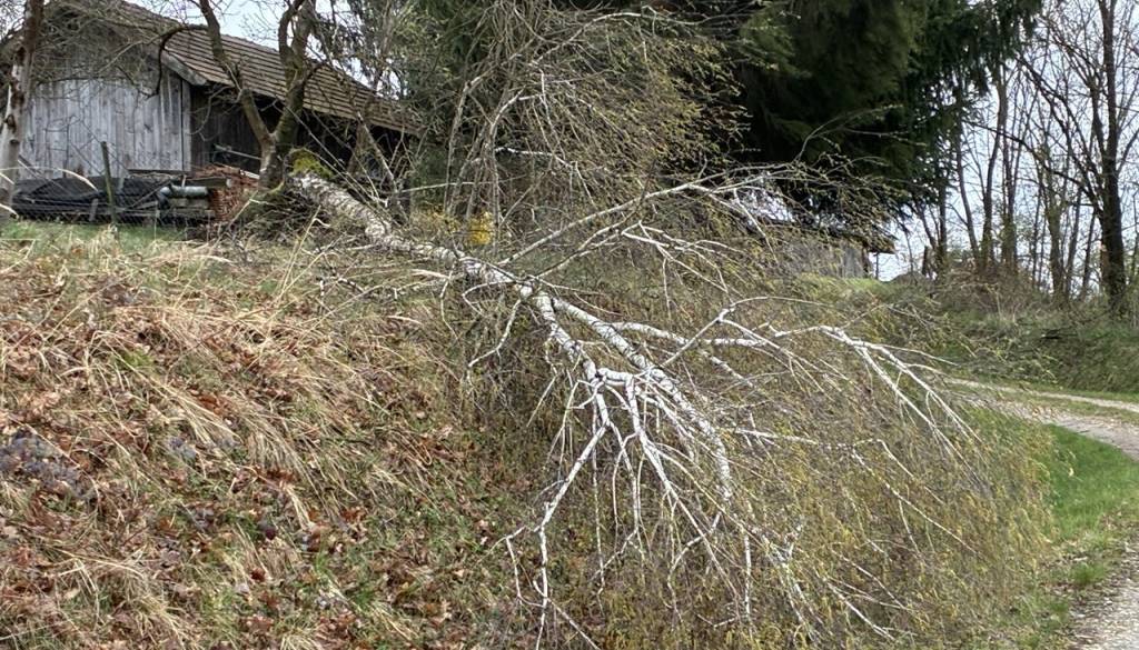 Zavarovalnice po vetrolomu razkrile višino škode, izplačila tudi do vrtoglavih milijon evrov