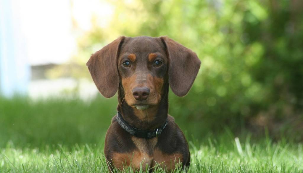 Pozor! Odpoklicali hrano za pse, to je razlog