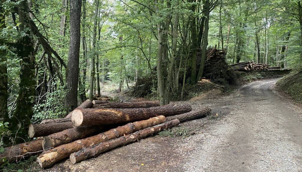 Policija o hudi nesreči na Štajerskem, znano, kaj se je zgodilo pri spravilu lesa