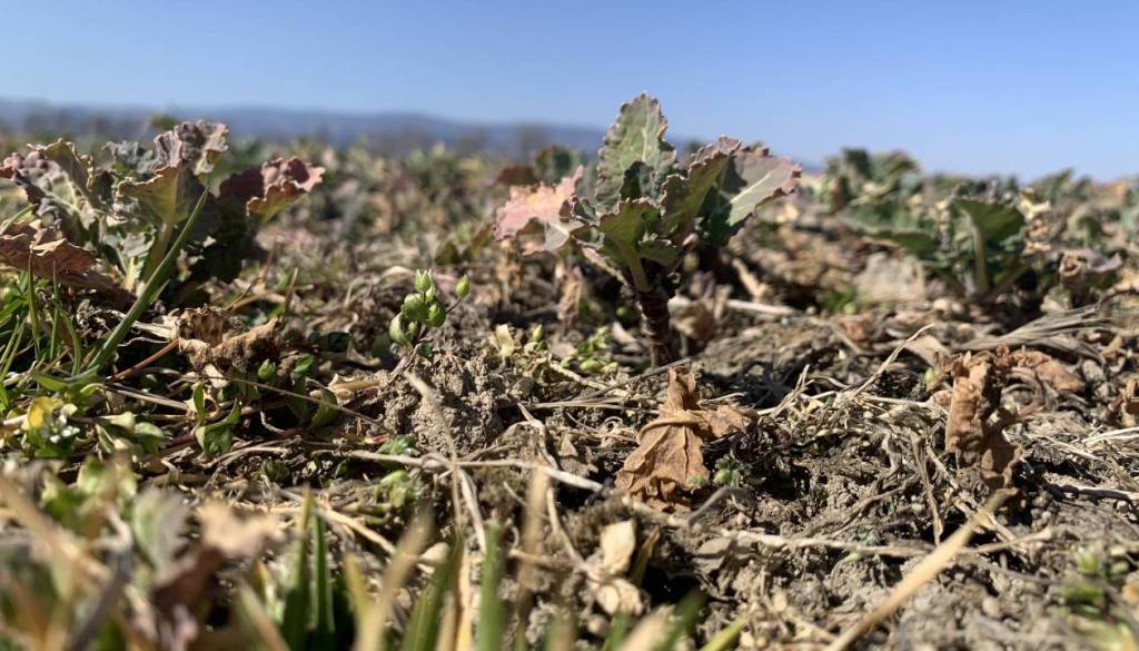 Bi nas moralo skrbeti? Arso opozarja na izjemno sušo v Podravju