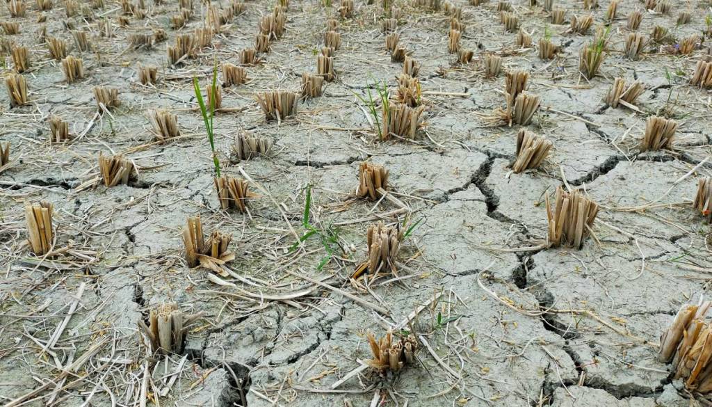 Alarm za Podravje? Arso opozarja na izjemno sušo