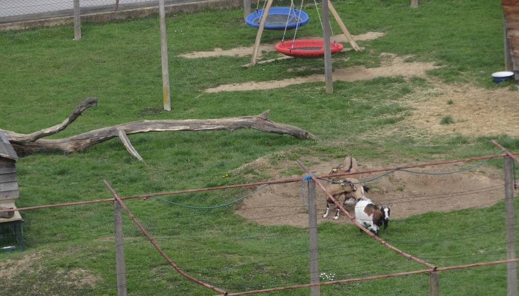 Anonimka o razmerah v ptujskem vrtcu