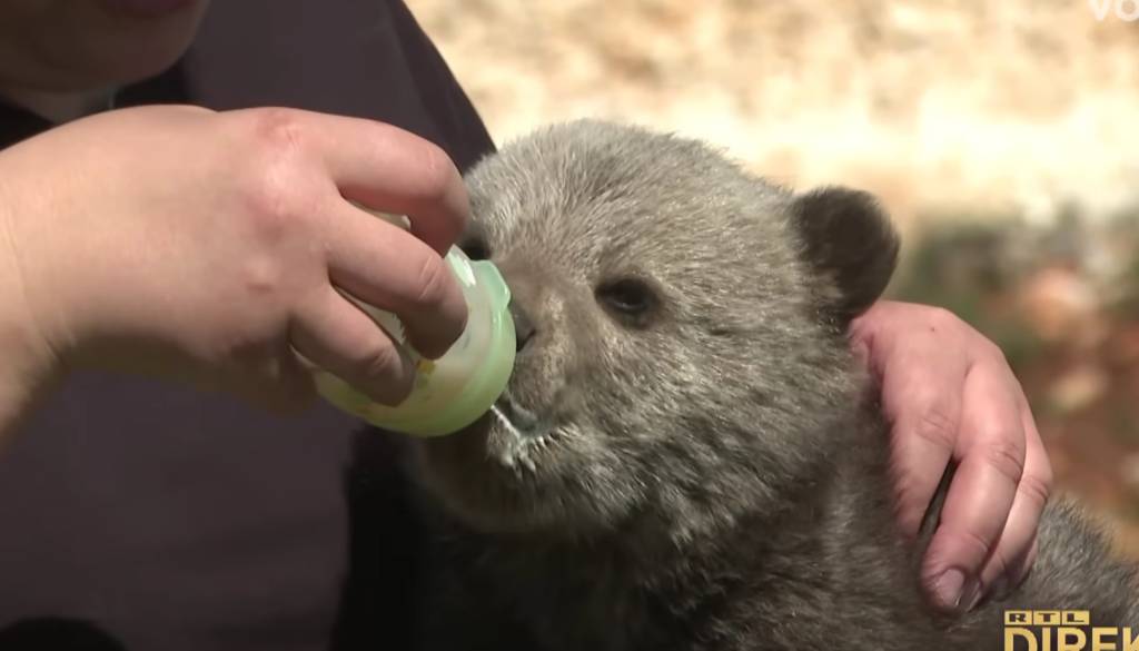 Medvedji mladič obiskal družino in postal prava senzacija