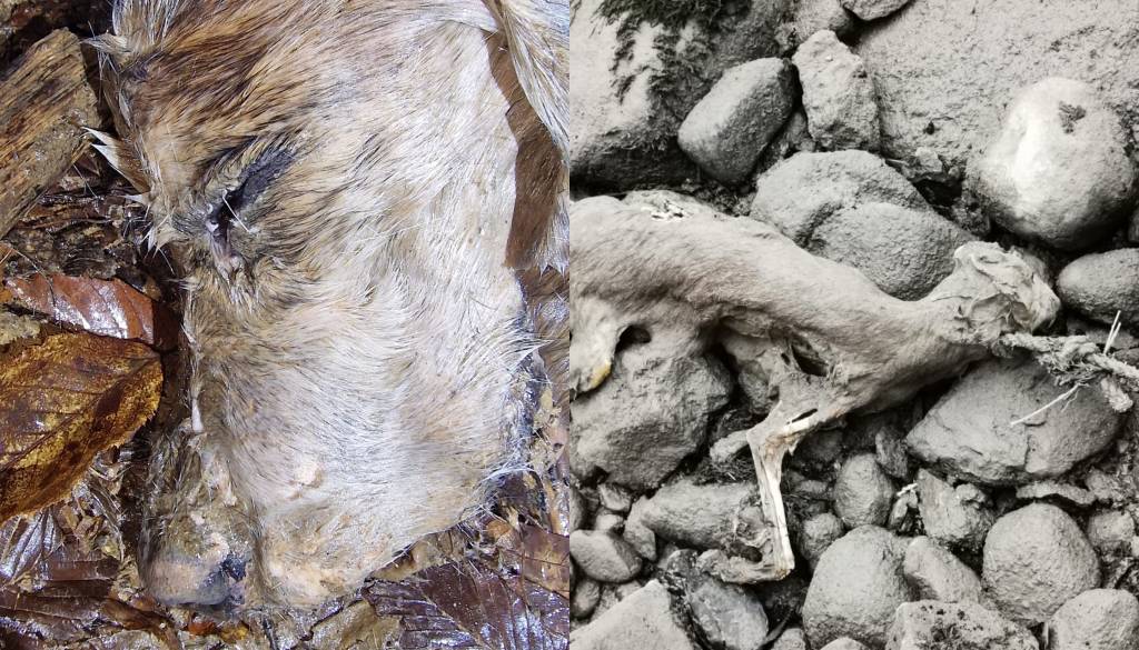 Pretresljiva primera poginulih psov: Enega našli zakopanega, drugega privezanega v Savi