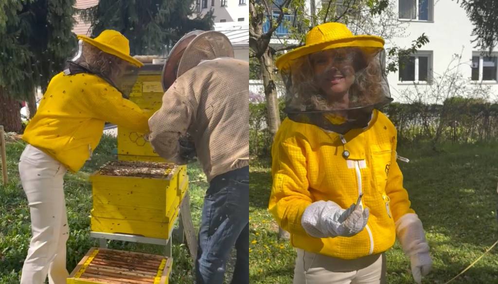 Maribor ima že deset urbanih čebelnjakov. Koliko medu je pridelal tisti pri občini?