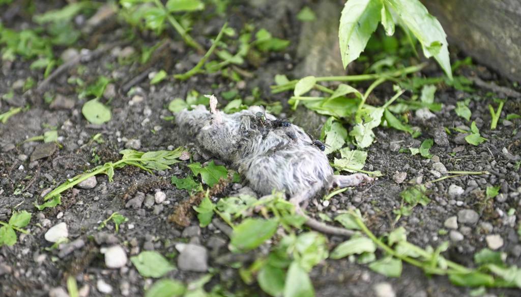 FOTO: Miklošičev park preplavile podgane, po potkah ležijo trupla glodavcev