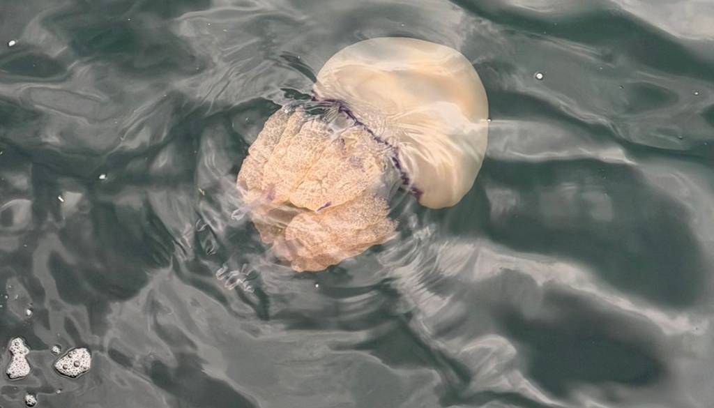 FOTO: Slovensko morje polno meduz, njihov ožig je lahko zelo boleč