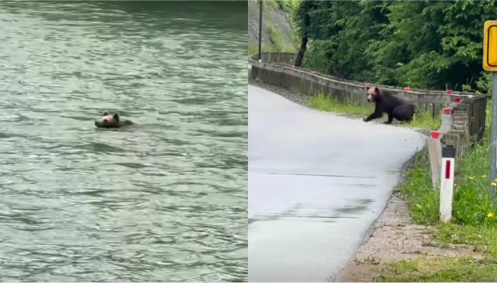 VIDEO: Srečal medveda, ki je preplaval 'mejo Kolpo' in prišel v Slovenijo