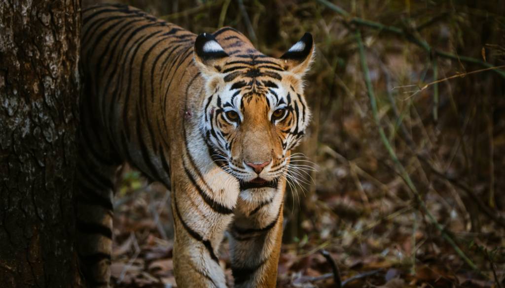 Tiger pobegnil iz ograde, 73-letnik hudo poškodovan