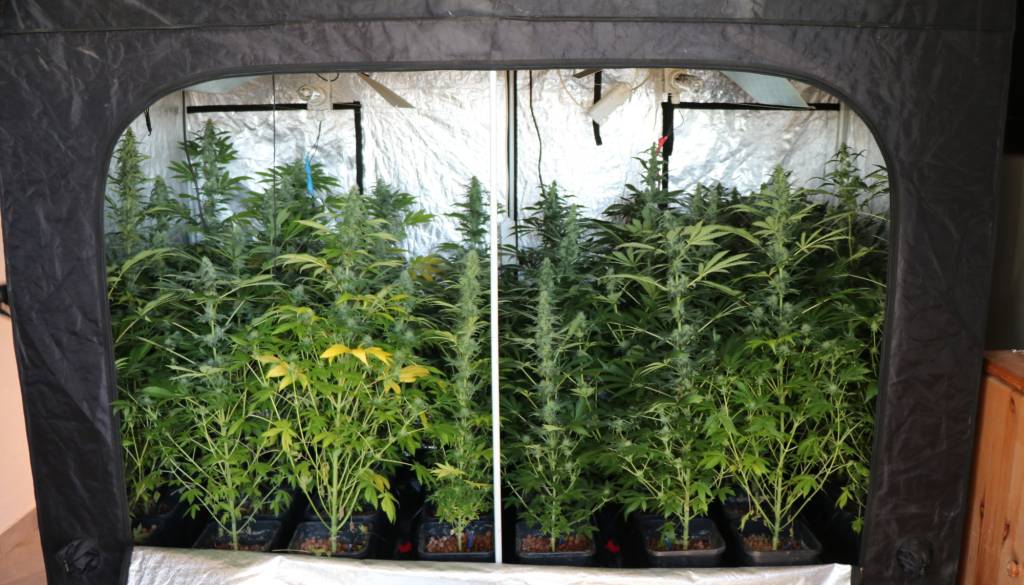 V Cerkeljah razkrili pravo drogeraško plantažo: Skoraj 400 sadik konoplje, eden končal v priporu