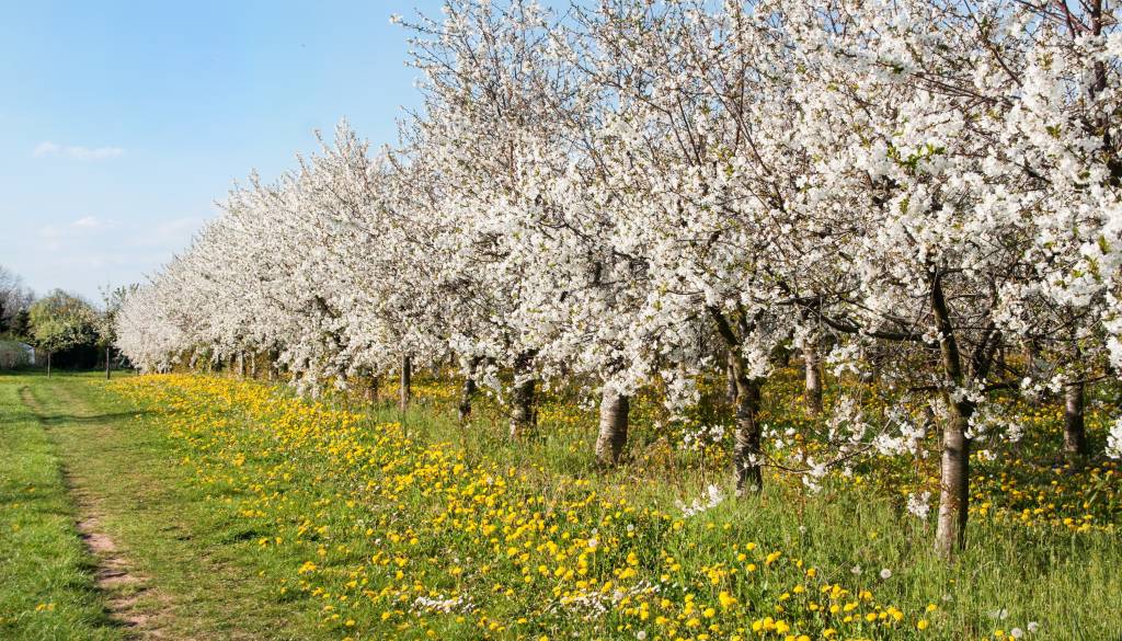 Hude posledice vremenskih razmer v Pomurju, ogrožene poljščine, koščičarji, vinogradi ...