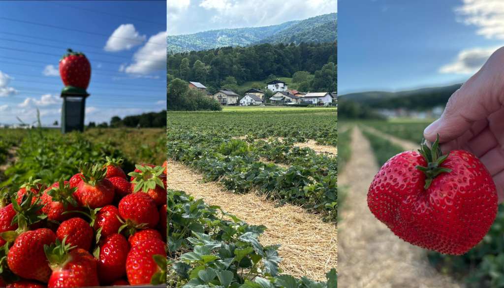 Jagodna dežela Maribor odpira vrata, koliko bodo stale jagode?