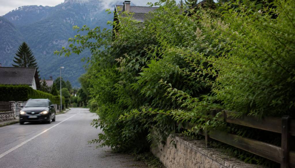 Občina opozarja, da zaraščene žive meje in drevesa ob cestah lahko ogrožajo življenja