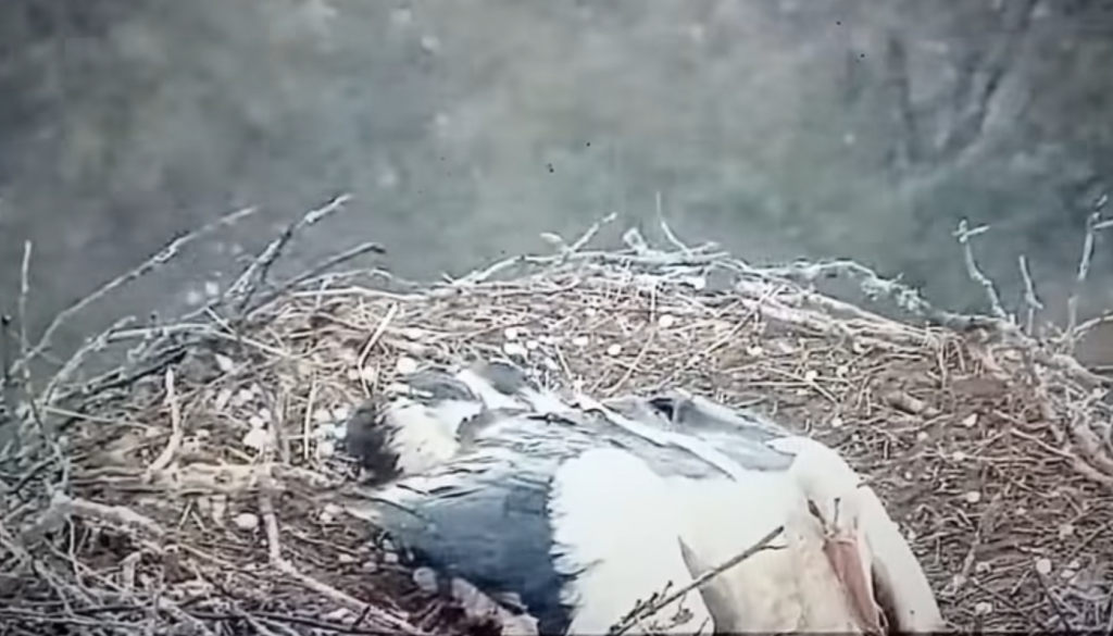 VIDEO: Neurje v Cerkljah razkrilo prizor, ki gre direktno v srce: »So se mi kar solze nabrale«