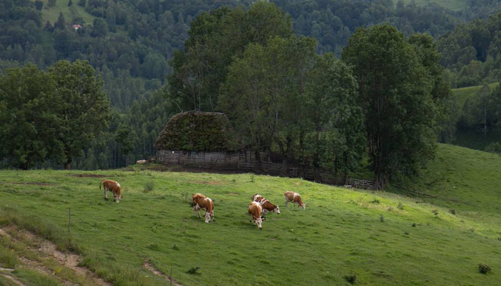 Nevidna grožnja v krmi: Kako lahko ena odvržena pločevinka za živali pomeni smrtno nevarnost?