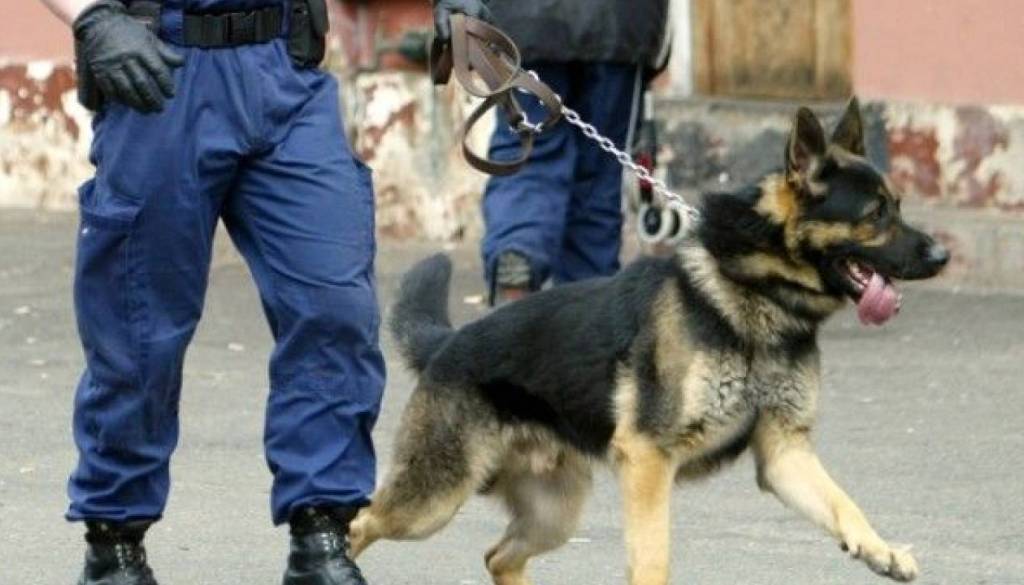 Policijski pes pri Kranju našel poškodovanega voznika v Savi