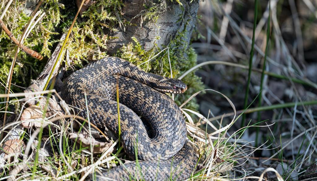 Planinko ugriznila strupena kača, po dveh odmerkih protistrupa že okreva