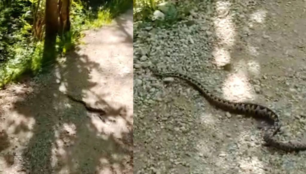 Pozor na Razgledni poti: Mimoidoči posneli modrasa, ljudje v strahu