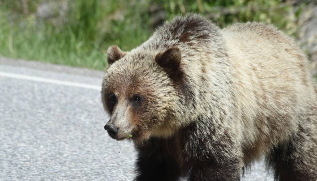 Voznik na Loškem ostal brez besed: Pred njim po cesti tekel medved