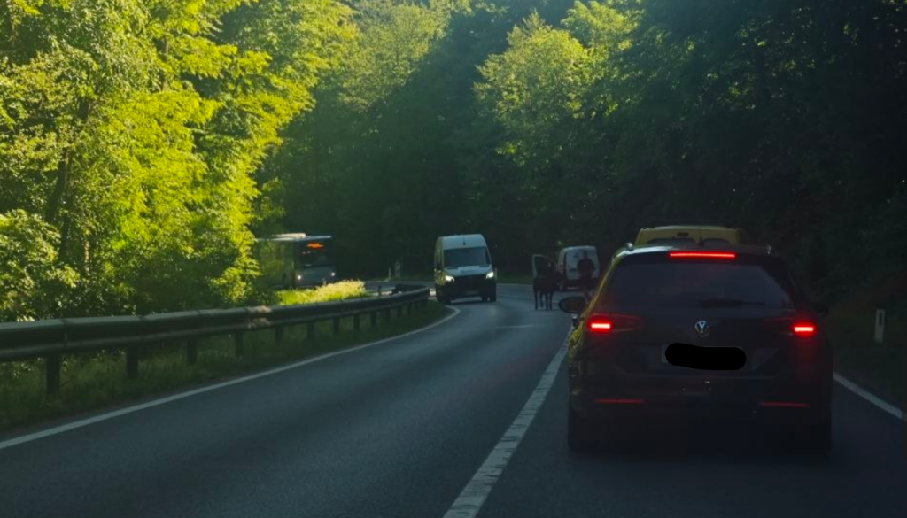 FOTO: Po cesti lovili pobegle teličke