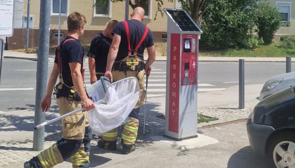 Saj ni res, pa je! Želela je plačati parkirnino, nato pa v parkomatu zagledala kačo 