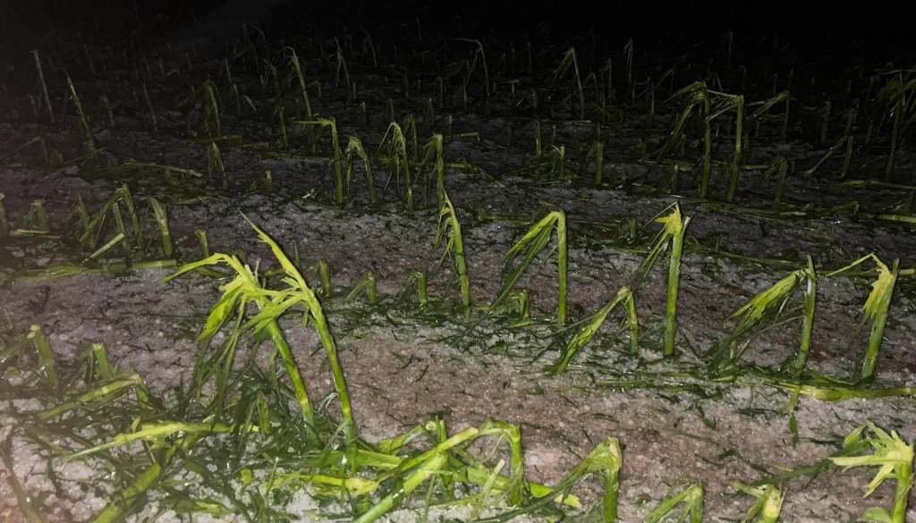 FOTO in VIDEO: Takšne posledice je za seboj pustila večerna nevihta, v okolici Ptuja toča povsem opustošila poljščine