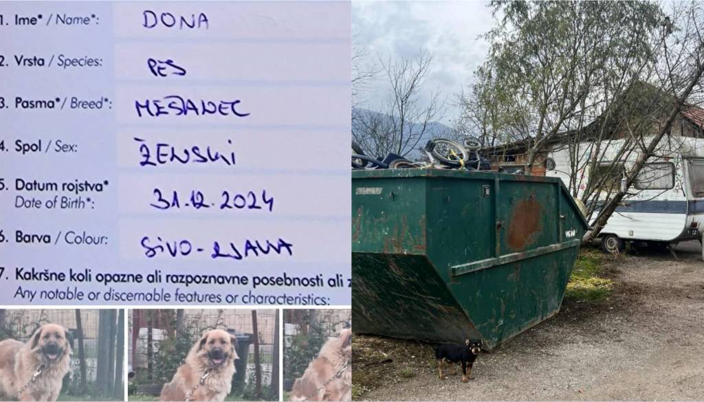 Izginotja psov v Novem mestu: »Ko enkrat vstopijo v romsko naselje, se za njimi izgubi vsaka sled«
