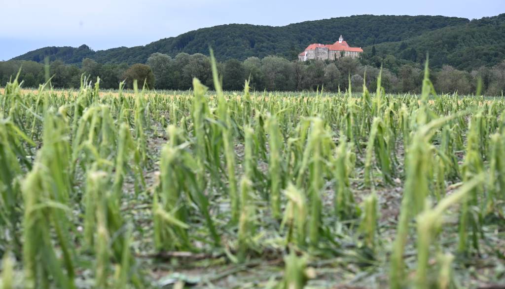 FOTO in VIDEO: Opustošenje po neurju na Ptujskem, škoda v kmetijstvu ogromna