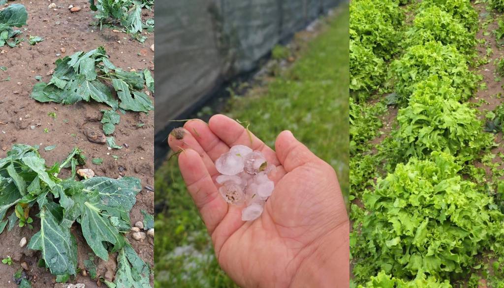 Toča v nekaj minutah uničila mesece dela, oglasila se je kmetija iz okolice Ptuja