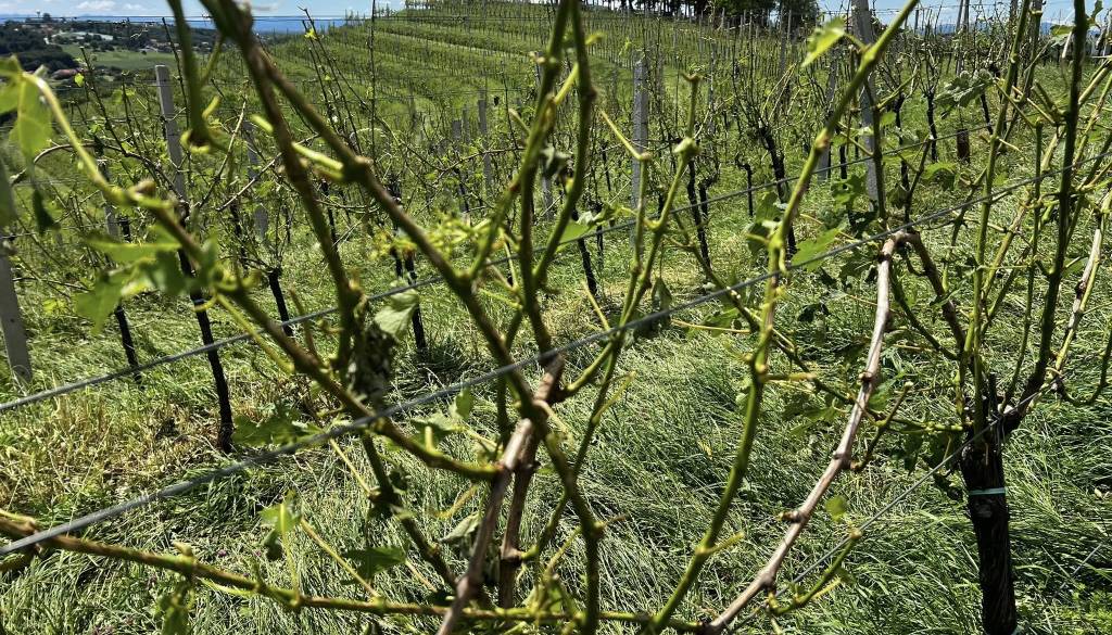 Neurje ni prizaneslo niti čez mejo, na Madžerkinem bregu uničeni vinogradi