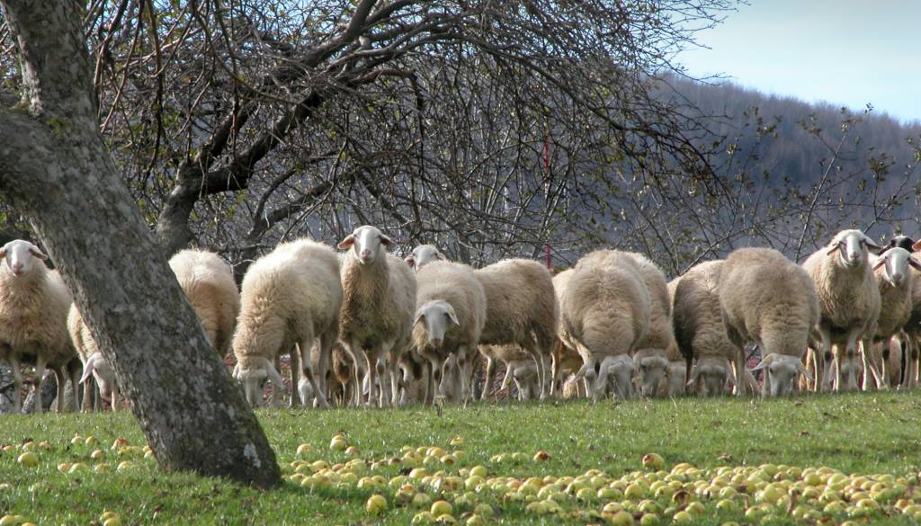 Na Hrvaškem znova potrjeni izbruhi kuge drobnice