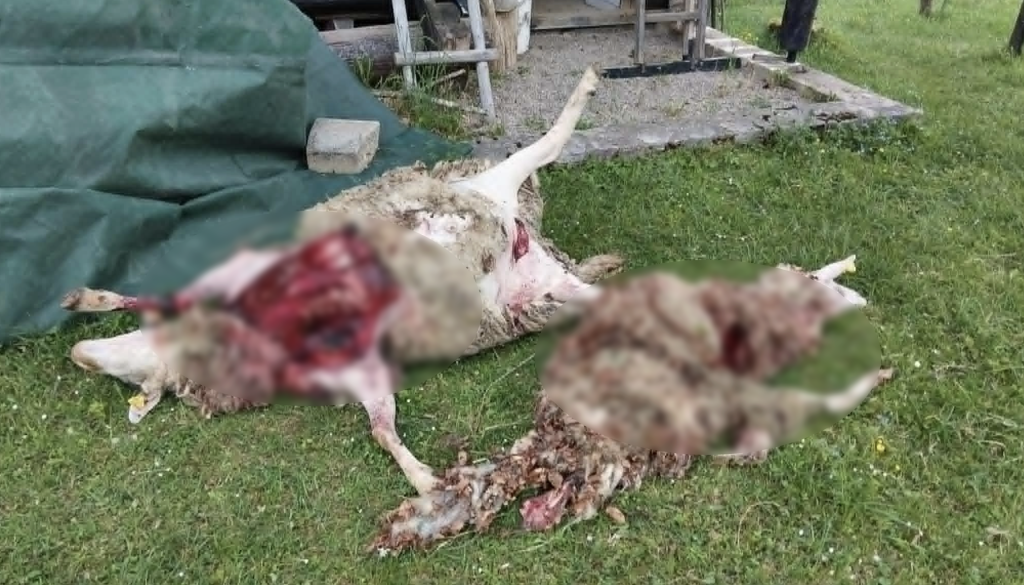 FOTO: Pretresljivi prizori iz Dolenjske, medved raztrgal vrata in pokončal ovce