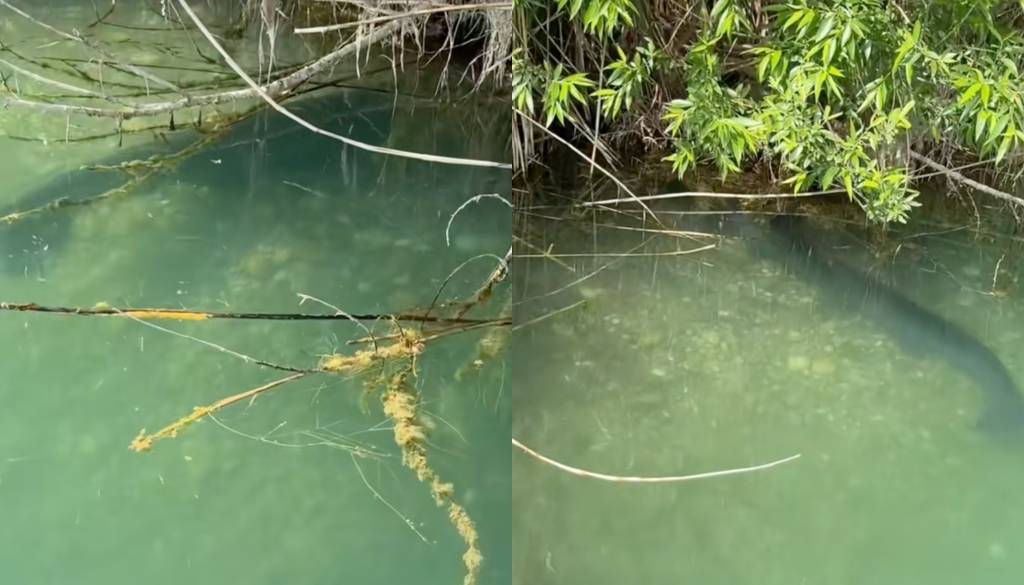 VIDEO: Na Soboškem jezeru opazili orjaka, dolgega več kot meter in pol