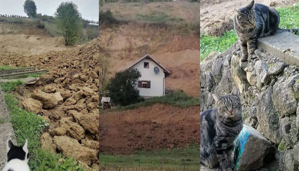 Najprej plaz v Halozah, nato poškodba, v stiski ostala sama z 18 mačkami