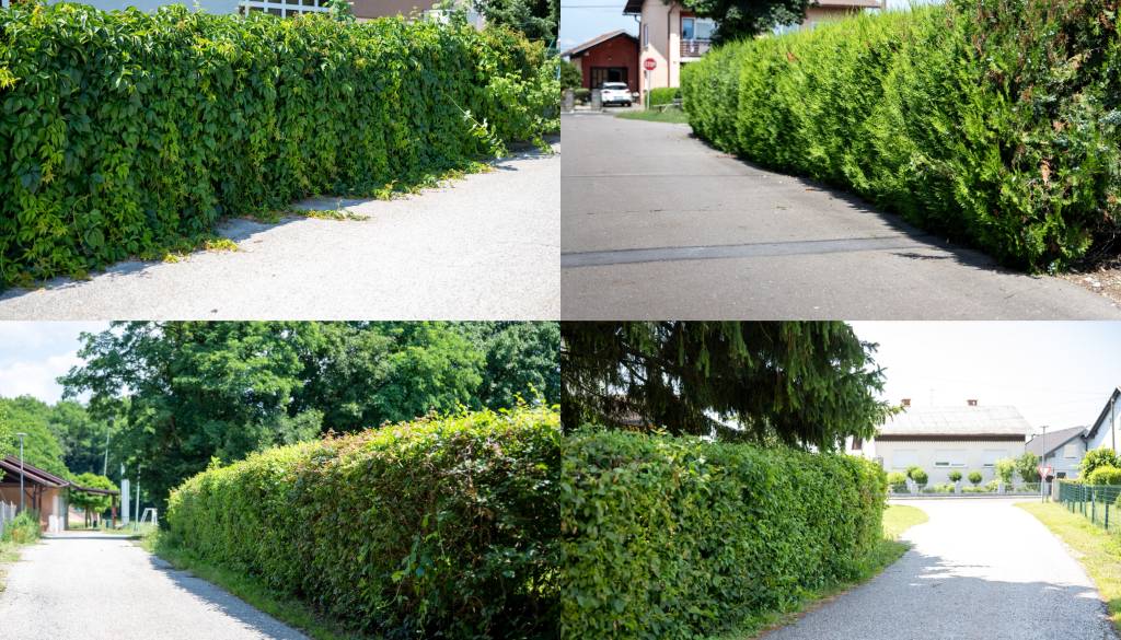 FOTO: Žive meje Pomurcev pod drobnogledom, takšni prizori vas lahko drago stanejo