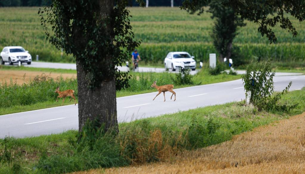 Kar šest voznikov trčilo v divjad, dve osebi končali poškodovani